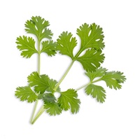 Véritable Lingot Koriandr