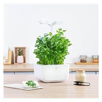 Véritable Lingot Koriandr