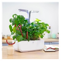 Véritable Lingot Cayenne pálivé chilli