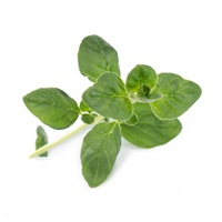 Véritable Lingot Oregano - BIO