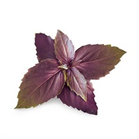 Véritable Lingot Fialová bazalka - BIO