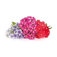 Véritable Lingot Flox