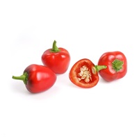 Véritable Lingot Červená mini paprika - BIO