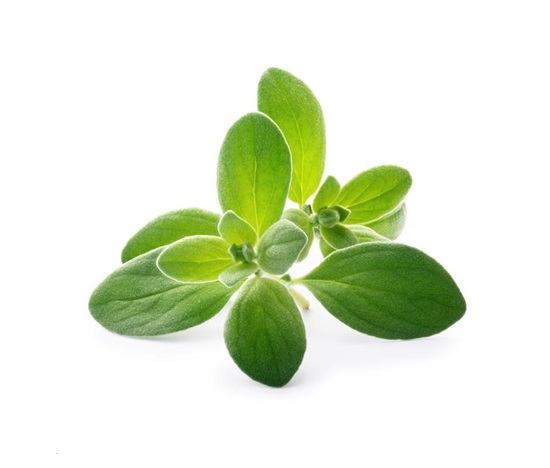 Véritable Lingot Majoránka - BIO