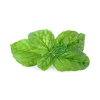 Véritable Lingot Bazalka mamutí