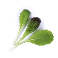 Véritable Lingot Červená listová hořčice - BIO