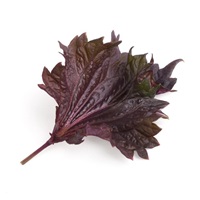 Véritable Lingot Fialový shiso - BIO