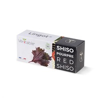 Véritable Lingot Fialový shiso - BIO