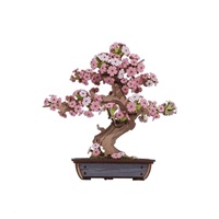 RoboTime 3D dřevěná skládačka Bonsaj sakura